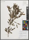 Foto von Salix oleifolia Vill.